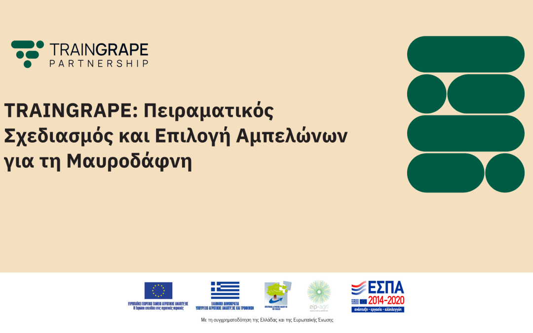 TRAINGRAPE: Πειραματικός Σχεδιασμός και Επιλογή Αμπελώνων για τη Μαυροδάφνη