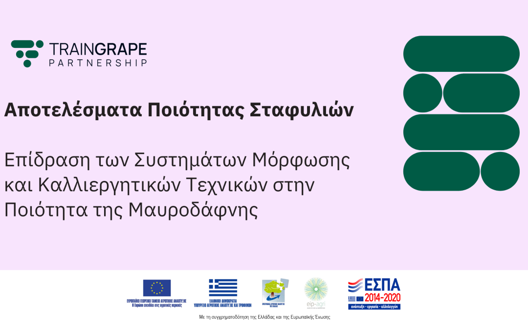 Αποτελέσματα Ποιότητας Σταφυλιών: Επίδραση των Συστημάτων Μόρφωσης και Καλλιεργητικών Τεχνικών στην Ποιότητα της Μαυροδάφνης